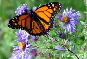 Gatescreek Butterfly
