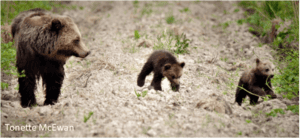 Gatescreek Grizzlyfamily