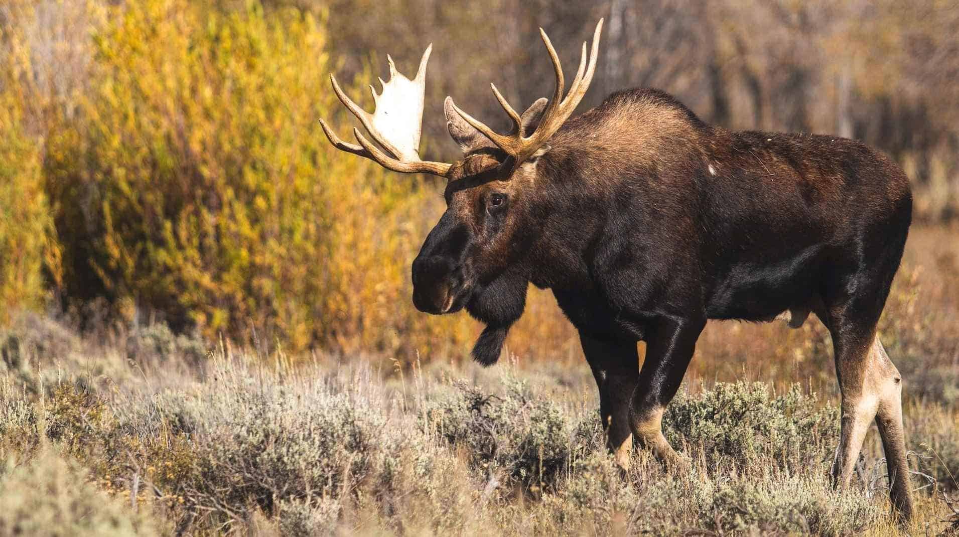 Moose In Forest